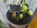 Mini Chalk Board Stick